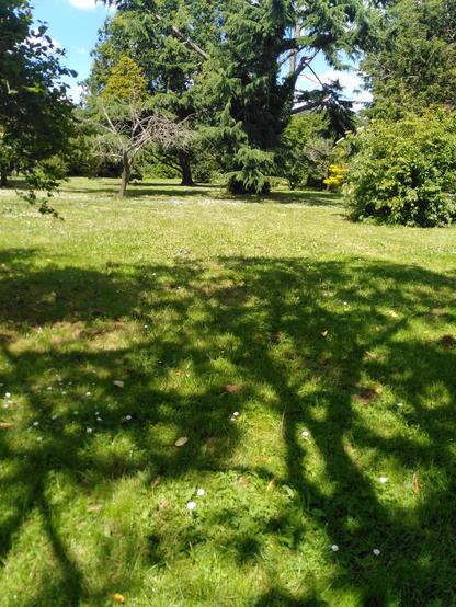 Grass lawn with daisies, trees; sunny.