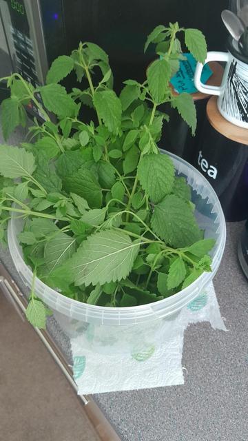 Big bucket of lemon balm stalks with leaves still attached.