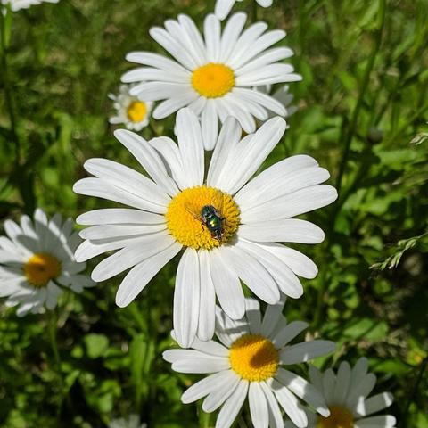 A photo showing white daisy flowers, one of them has a metallic green blowfly on it.