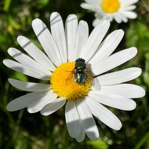 A photo showing a white daisy flower that has a metallic green blowfly on it. The fly is facing up with it's back towards the camera.