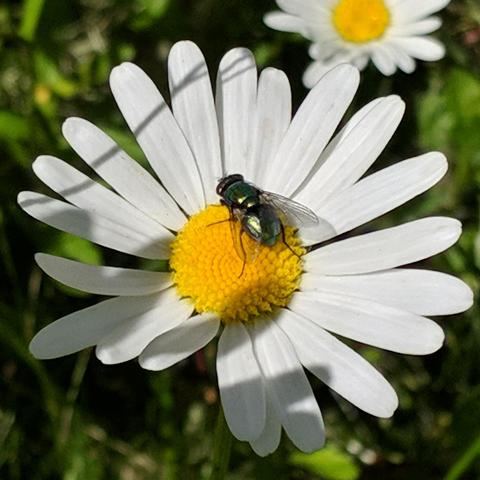 A photo showing a white daisy flower that has a metallic green blowfly on it. The fly is facing up and to the left with it's back left quarter facing the camera.