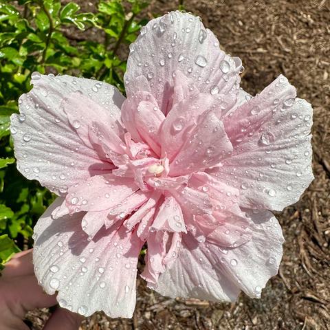 A light pink flower from the Rose of Sharon plant. It has water droplets on it from just being watered. 