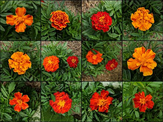 A montage of 12 cropped photos of marigold flowers. There are 14 different flowers. Yellow to orange to red-ish in color.
