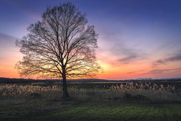This photo was taken one late March day just before sunset while I was walking in the field in Central Serbia. Winter is slowly leaving us and spring is shyly coming and showing its first signs. In the field surrounded by reed and grass which become to be more green every day stands one lonely tree with bare branches. There are no leaves on it yet but it will be soon. The sun is shining through the branches spreading its beautiful warm red, orange and yellow tones all around and especially in the blue sky. In the distance, it can be seen a little forest and hills. It was such a nice scene so I took a shot and went on my way.

One March late afternoon in Sumadija, central Serbia. From the Trees collection.