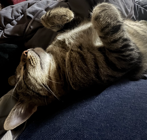 Grey tabby sleeping