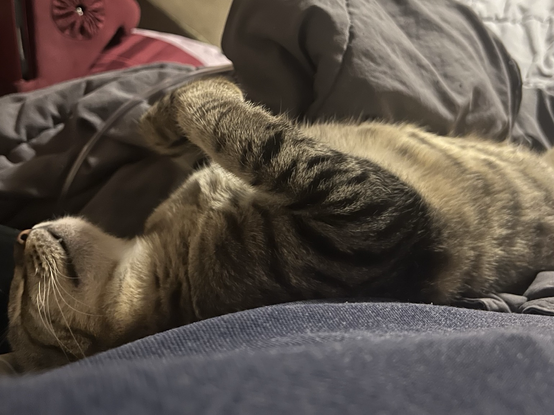 Grey tabby sleeping