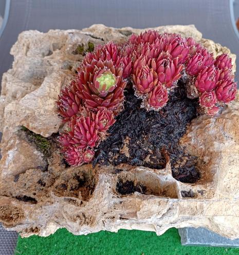 Stein mit ein paar Löchern und Vertiefungen, in welchen die Pflanze wächst und beginnt, eine Blüte zu bilden.