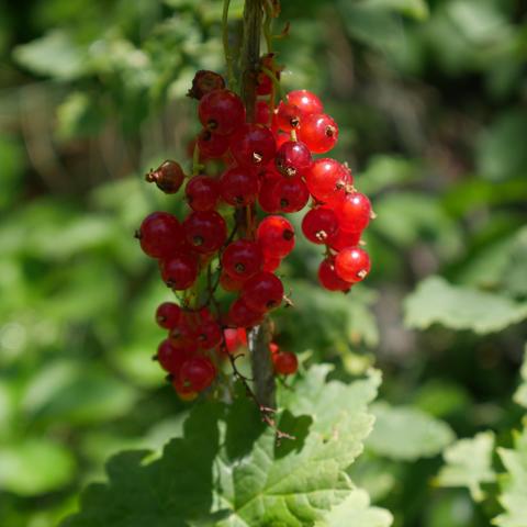 Red currant clusters, there is a little evidence of currant fruit fly showing on some of the berries which is typical.