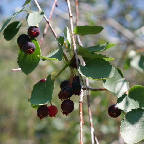 Service berries starting to ripen. They are a dark purple red color.