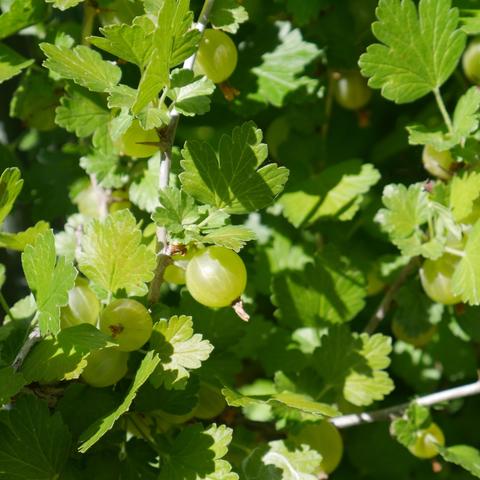 Green gooseberries on the bush.