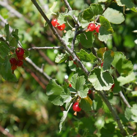 Wax currants. They are smaller than red currants and slightly more orange colored or a brighter red. They are single berries like a goosberry and not in clusters. The dried flower remains on the end of the fruit.