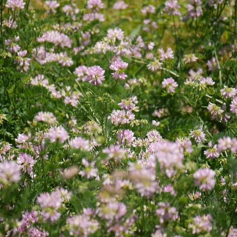 A closeup photo of crown vetch in bloom. It is clusters of pink flowers on tall stems close together and intertwined.