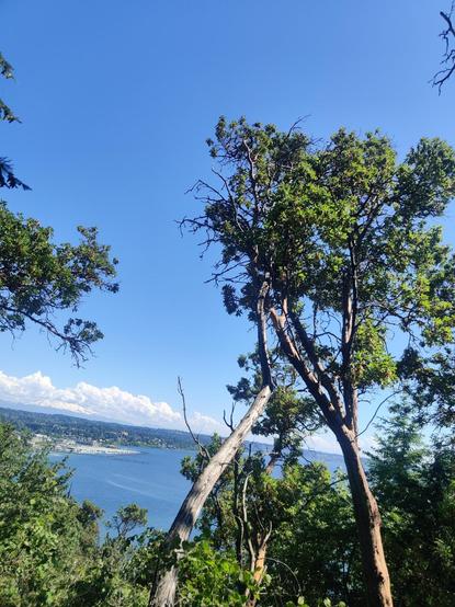 A view of a distant coastline, seen through the trees from a trail vantage point. It's a crisp beautiful day, and above the coast you can make out shrouded Mt. Rainier.