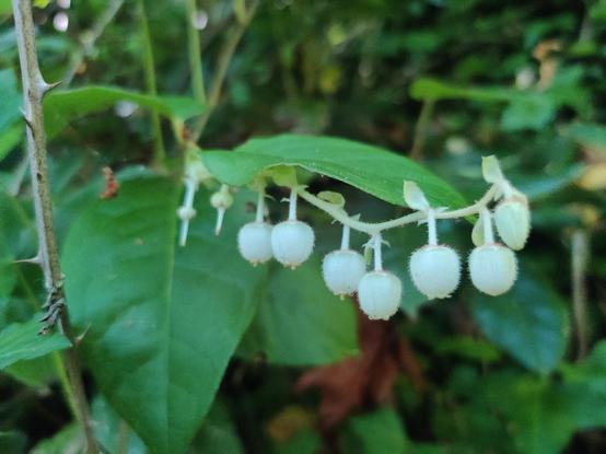 A delicate salal plant, reaching out a string of small bell-shaped blossoms. I love salal, one of my favorite plants.