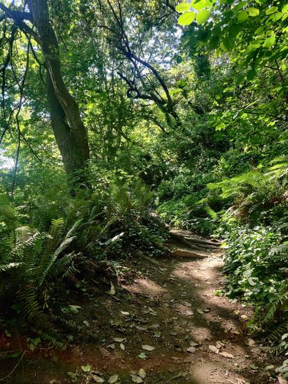 A perfect, classic forest trail. Ferns, ivy, sunlight and shade. The works.