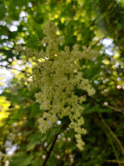 White blossoms of a plant called Ocean Spray. A cluster of white floofy petals.