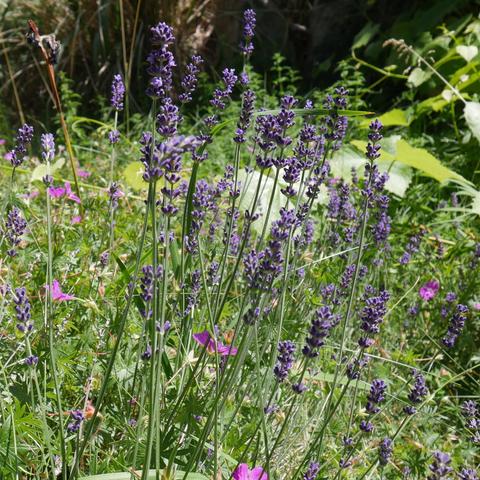 A photo of lavender blooming with some bloody cranesbill behind it. There is also peppermint, a grape vine, some iris, and probably grass visible.