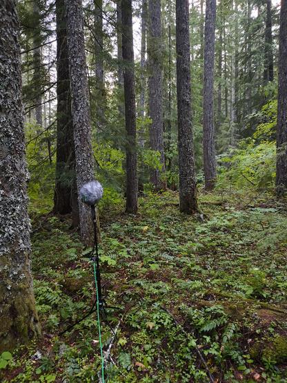 A microphone stand in a lush forest in the evening. The mics on the stand are inside a blimp covered in fur to protect from the wind. The trees are covered with lichen and everything is green.