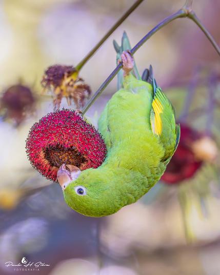 Ave: Periquito-de-encontro-amarelo / Brotogeris chiriri / Yellow-chevroned Parakeet

Flor: Fava de bolota / Parkia platycephala

Canon EOS Rebel SL3

f/5,6 1/500 312,00mm ISO1600