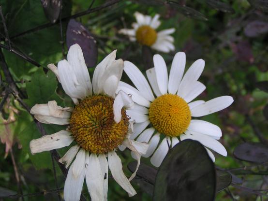 Minolta z1 image:Large daisy type flowers, white petals and dark yellow centres. A Triangle of 3, the topmost is further away and out of focus. the left hand flower has browned petals and is past its best.