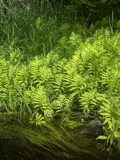A bunch of ferns on the river side.