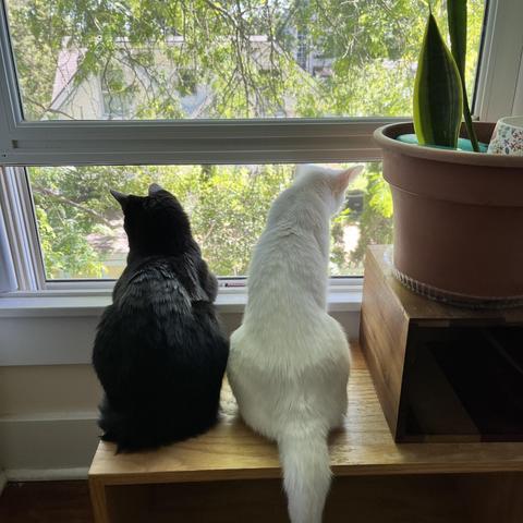 as black cat and a white cat sit together on a wooden shelf by a plant, looking out a window, as seen from behind them