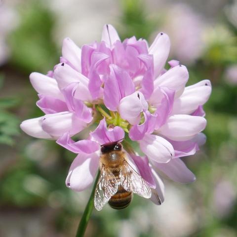 A cropped closeup photo of a honeybee on a crown vetch flower. The bee's back is towards the camera and it facing up. The sun reflects off of the texture of it's wings which are still. The flowers are pink to very light pink in a cluster that is about 10 bees in size as viewed from it's side, which is the perspective here.