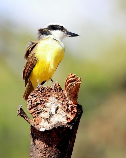 Bem-te-vi / Pitangus sulphuratus / Great Kiskadee

Canon EOS Rebel SL3
f/5,6 1/200 400,00mm ISO100