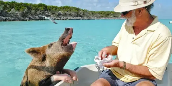 ✈️ Karibik Urlaub: Die 13 schönsten Inseln für deinen Traumurlaub 🌴