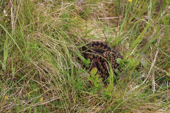 An adder curled up behind a bit of grass, but keeping an eye on me.