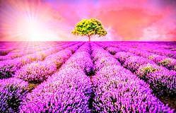 Photo of beautiful lavender field and colorful sky and half round tree 