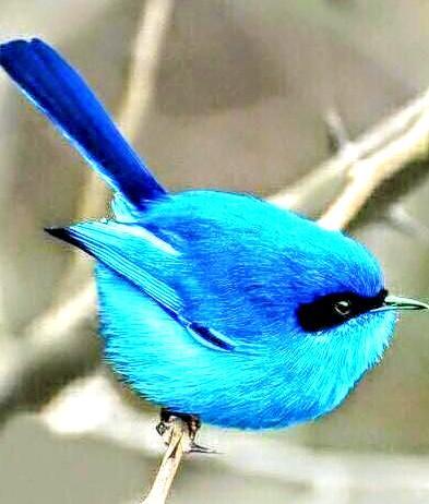 Photo of beautiful blue bird 