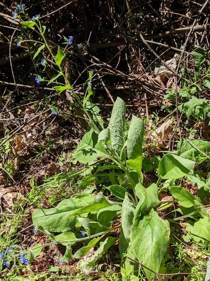 A wide shot of the Pentaglottis sempervirens.  It has large oval green leaves that nearly hug the ground.  This base is about 2-3 feet in diameter, with 2 visible stems growing from the center and elevated about 45 degrees from the ground.  These grow toward the left corners in this image.  Small branches and smaller spear-shaped leaves grow from this every few inches. At the ends of the branches are the pink buds and small blue flowers.  It's growing at the edge of a pile of dead brush.