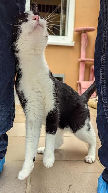Black and White Cat rubbing against the inner leg of a person standing