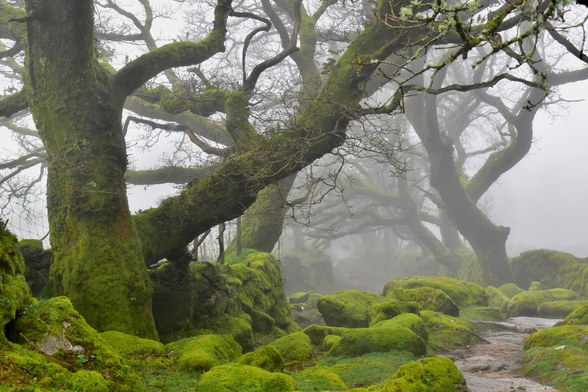 A line of oaks in fog