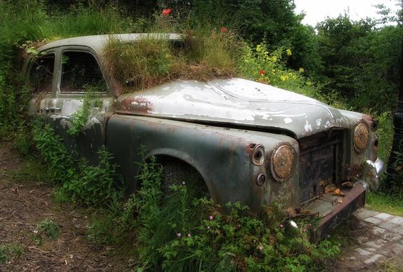 An old (50s?) grey unpainted car deliberately left and filled with earth where native wild flowers and plant surround it and emerge from where the windscreen wood be and out of the doors. Red poppies and yellow flowering wild plants can be see. The car bonnet is crumpled. There are rusty patches all over the car