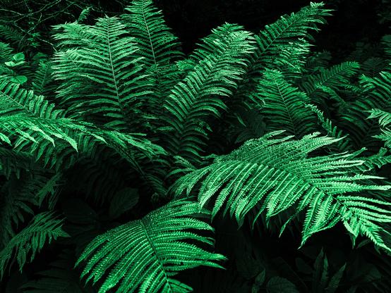 Black and green duotone fern.