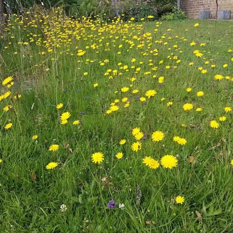 A front lawn populated with bright yellow daisy like flowers.