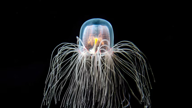 The jellyfish turritopsis dohrnii, against a black backdrop, by Yiming Chen/ Getty Images