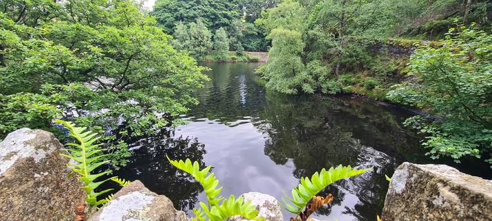 A view over a bay in an stone wall lined reservoir. The nearest stone wall has tiny ferns growing along the top, while the others have young trees growing through the mortar. The surface of the water looks dark and glassy.