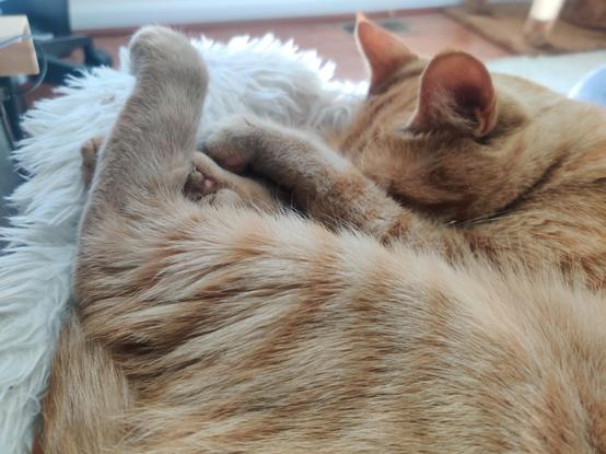 An adorable orange trying to nap but being too adorable to manage it on his own.