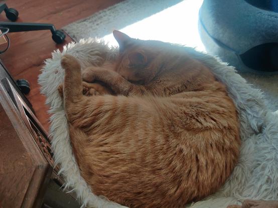 The same orange cat. He's curled on top of a short cat tree, covering his squishy face with some toe beans.