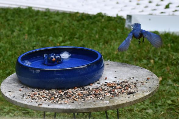 A blue bird flying in for a landing 