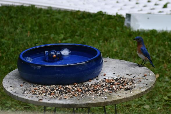 A blue bird standing at attention