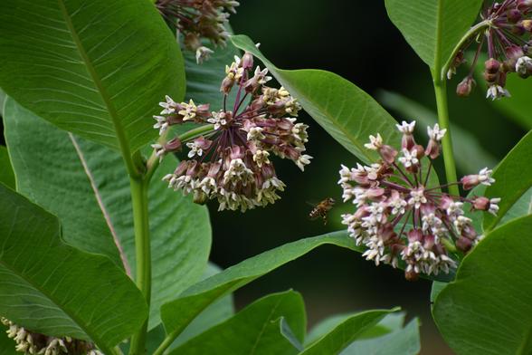 A bee flying around milkweed flowers