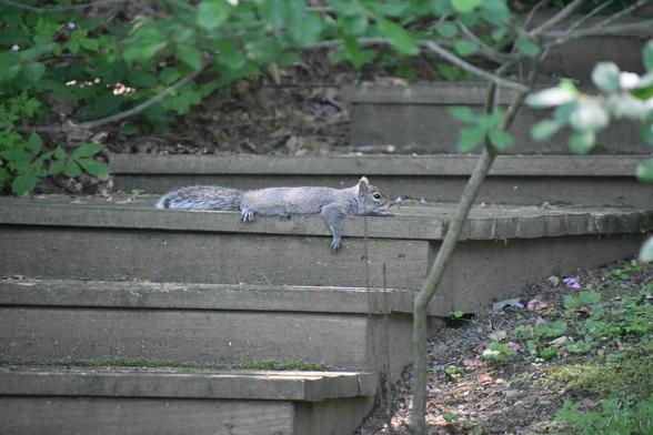 A squirrel trying to stay cool in the heat by laying flat on a wooden stair