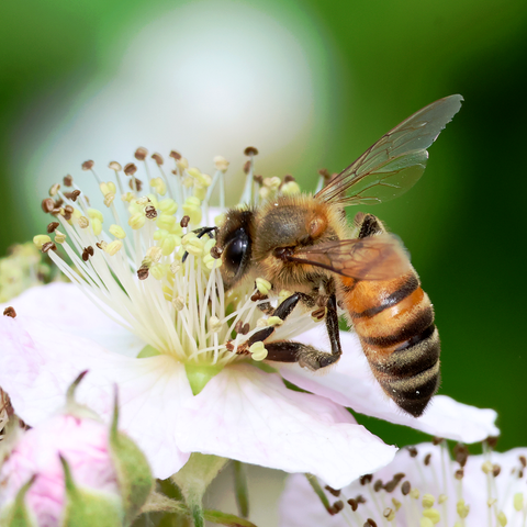 A Honey Bee enjoying a Bramble flower. We see Bee and flower side on in this photo, the Bee is on the right side of the photo facing towards the left, her head nearly buried in the mass of stamens (each consisting of a longish white filament tipped with a dark, round anther) rising from the centre of a white-petalled flower. The Bee has a dark head with black eyes, clear, black-veined wings and black legs extending from a dark-coloured, hairy thorax, and a honey-coloured abdomen circled with black bands, which are thicker towards the tip. 