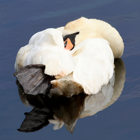 A Mute Swan at rest while floating on the water. The rear end of the Swan, with one large, black, webbed foot raised up on the left side, is facing towards us in this picture. At the other end of the body, the Swan's necked is turned so that her head is resting on her back, with the end of her orange beak tucked into her white feathers. 