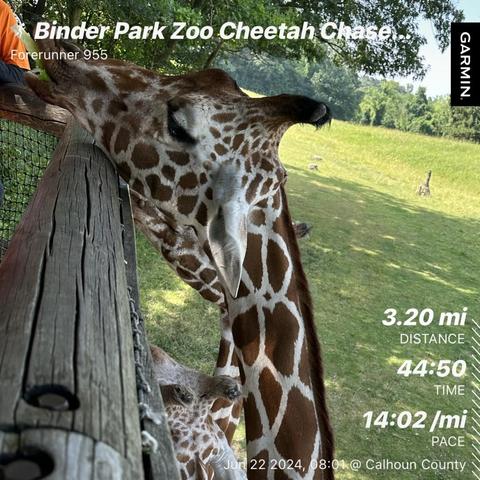 Giraffe pressing being fed romaine lettuce leaves at Binder Park Zoo. There are running event stats overlayed. Distance 3.2 mi (5.15km), time 44 min 50 sec, pace 14:02 per mile (8m 42 sec per km). 🐆 🦒 