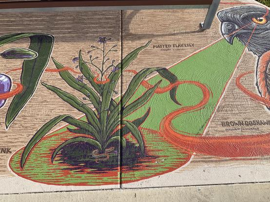 Long green leaves and purple flowers of Matted FlaxLily in centre of mural beneath seat along bicycle pedestrian path above Merri Creek 